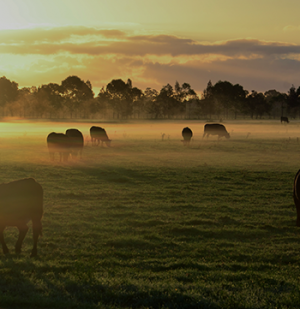 Animal Feed Factories